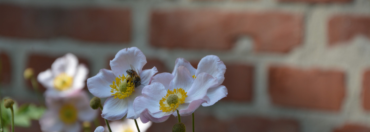 Blume Herbstanemone Biene