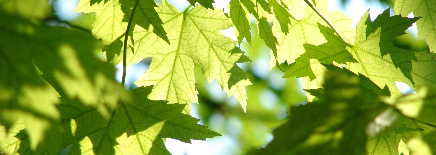 Blätter Sonnenlicht