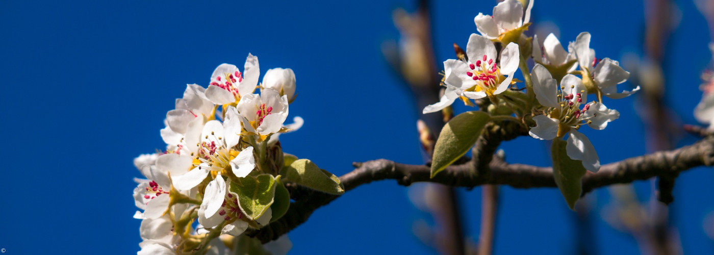 Birnenblüte