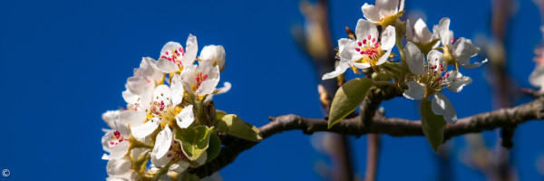 Birnenblüte