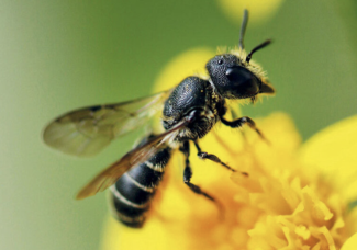 Wildbiene auf gelber Blüte