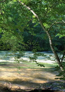 Wasser
