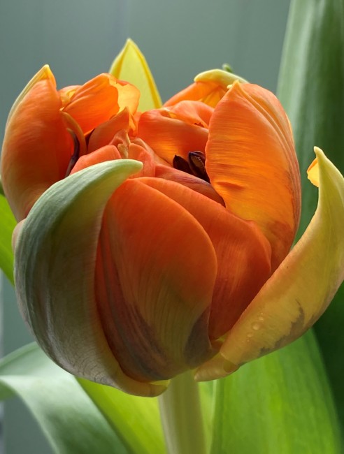 Orangene Tulpe