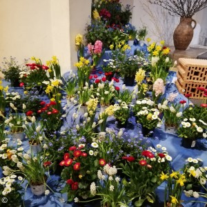 Viele Pflanzen im Altarraum